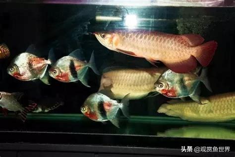 養魚注意事項